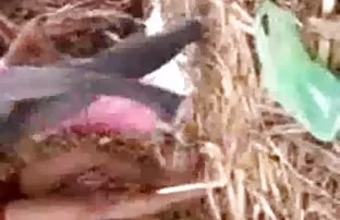 सुंदर लड़की उसे इंग्लिश हिंदी मूवी सेक्सी बिल्ली तैयार हो जाता है